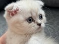 Scottish Fold safkan bebekler 