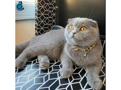 YETİŞKİN Scottish Fold 