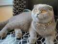 YETİŞKİN  Scottish Fold  