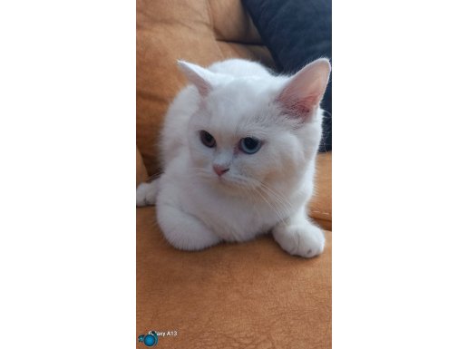 Pamuk prenses 6 aylik orijinal british shorthair. 