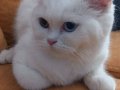 Pamuk prenses 6 aylik orijinal british shorthair. 