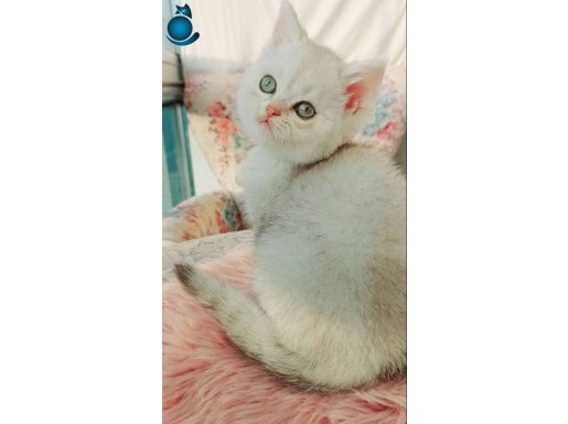 Safkan british shorthair silver prenses