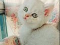 Safkan british shorthair silver prenses