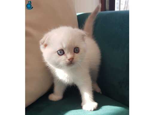 Sağlıklı Scottish Fold Yavrular