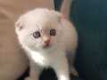 Sağlıklı Scottish Fold Yavrular