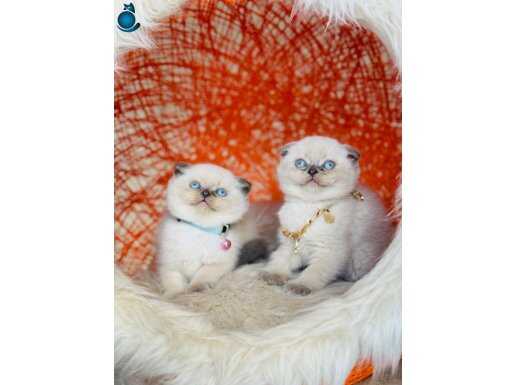 Irkının En Özeli En Güzeli Scottish Fold Bluepoint 