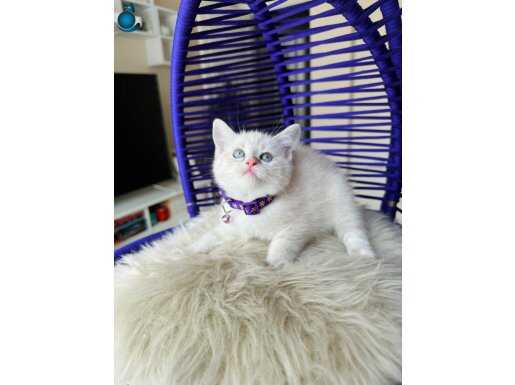 British Shorthair Silver Point Dişi Erkek Yavrular 