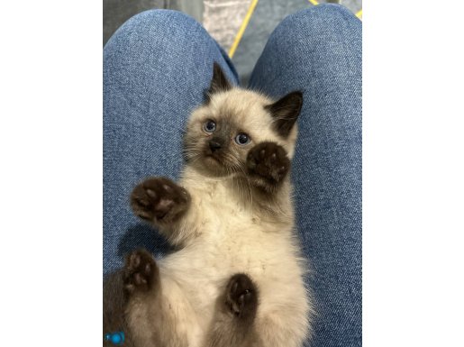 British Shorthair Chocolate Point Yavru