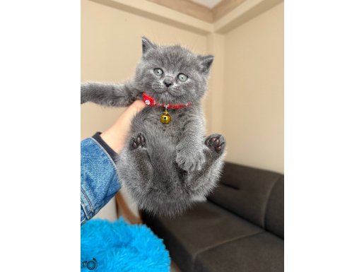 British Shorthair Safkan Yavrular Dişi&Erkek