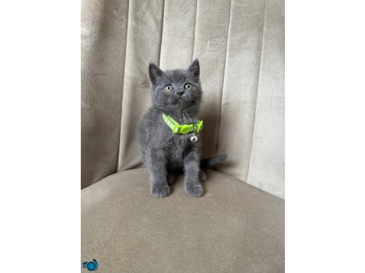 British Shorthair Blue Yavrular 