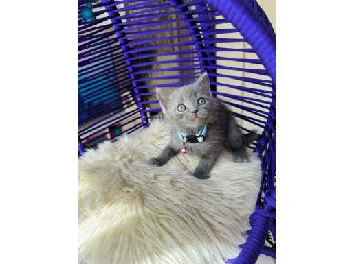 British Shorthair Blue Yavru