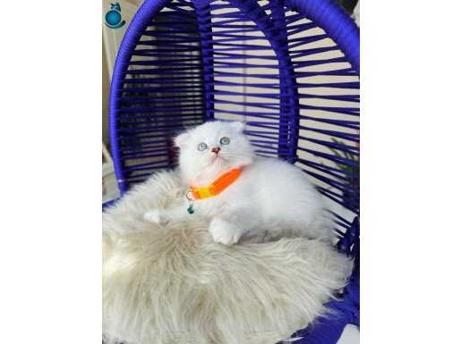 Scottish Fold Longhair Silver Point 