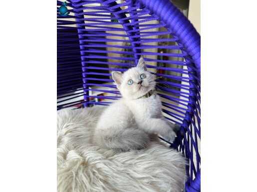 British Shorthair Bluepoint Yavru