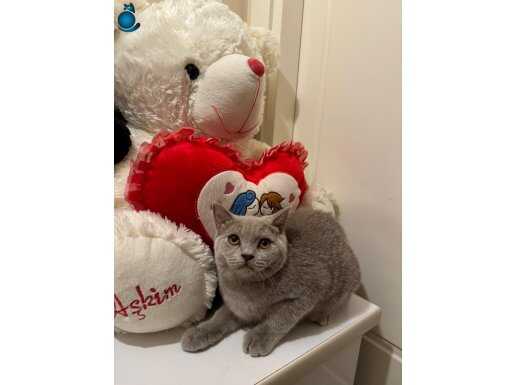 British Shorthair 5 Aylık Dişi 