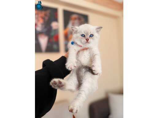 British Shorthair Silver Point Yavrular 