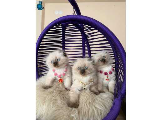 Scottish Fold Longhair Chocolate Point Yavrular 