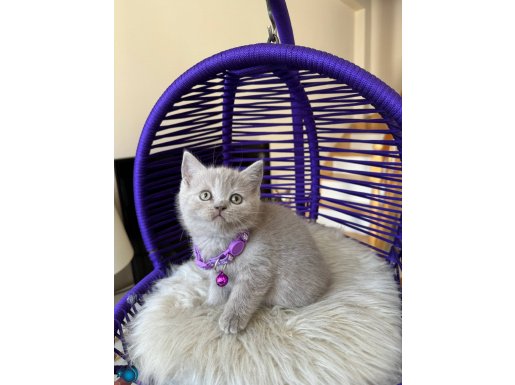 British Shorthair Lilac Rengi Yavrular 