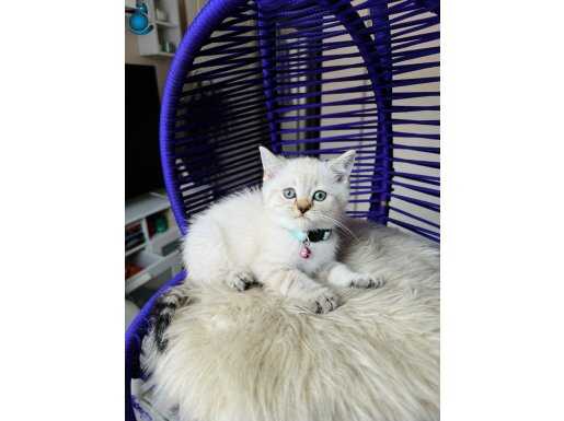 British Shorthair Silver Point Bebekler