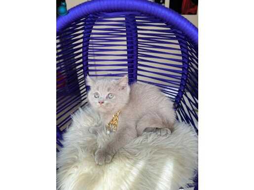 British Shorthair Lilac Rengi Yavrular 