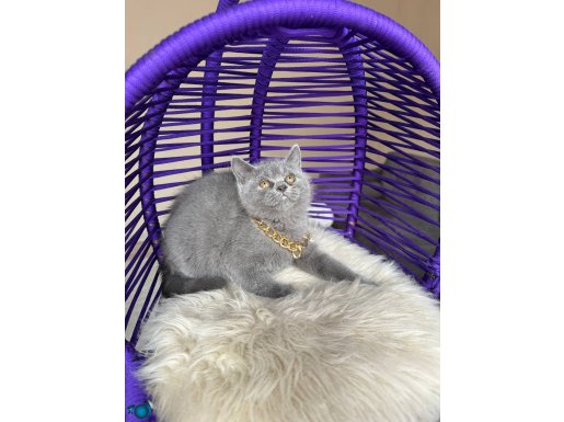 Safkan British Shorthair Bebekler 