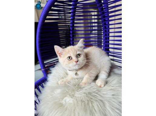 Irkının En Güzel Rengi British Shorthair Krem