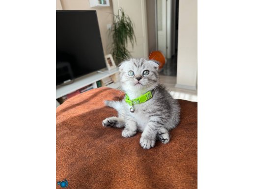 Scottish Fold Silver Yavru