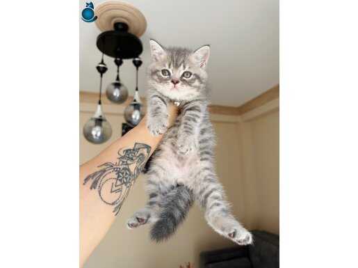 British Shorthair Silver Tabby