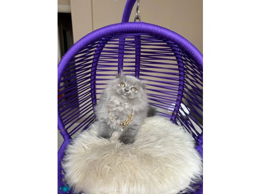 Scottish Fold Longhair Blue Yavru