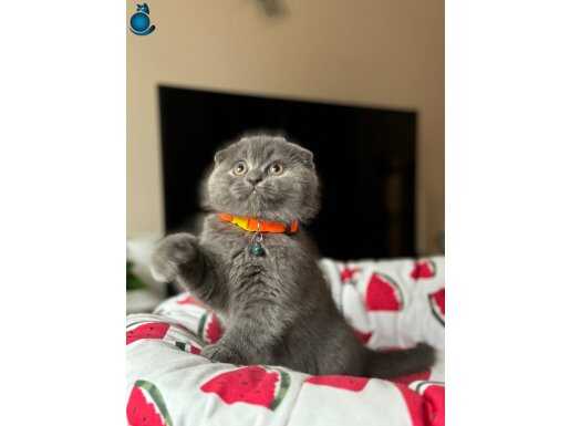 Ayıcık Surat Scottish Fold Blue 