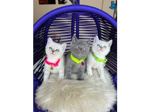 Gri ve Beyaz British Shorthair Bebeklerimiz 