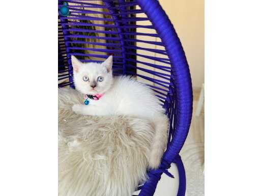 British Shorthair Bluepoint Yavru