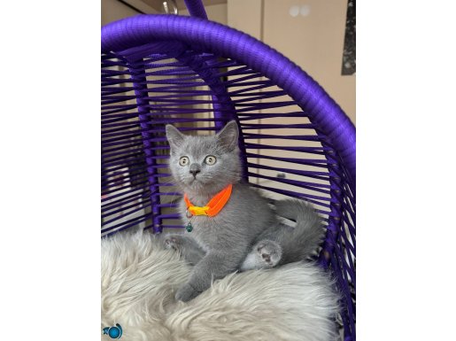 Safkan British Shorthair Blue Yavrumuz 