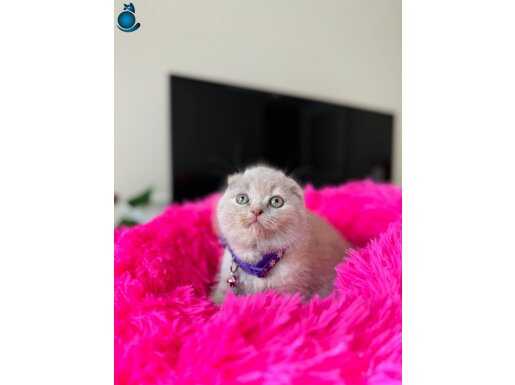 Scottish Fold Lilac Rengi Yavrular