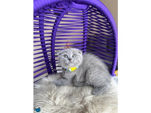 Scottish Fold Top Kafa Yavrular 