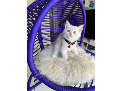 British Shorthair Krem Yavru