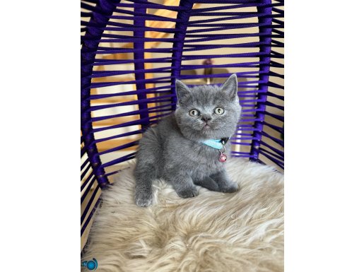 British Shorthair Ayıcık Surat Yavru