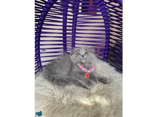 Scottish Fold Longhair Yavrular 