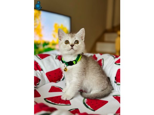 Safkan British Shorthair Blue Golden