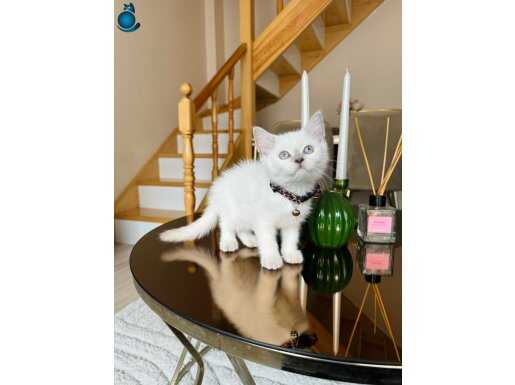 Safkan British Shorthair Bluepoint 