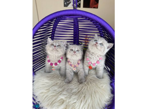 British Shorthair Lilac Bebekler