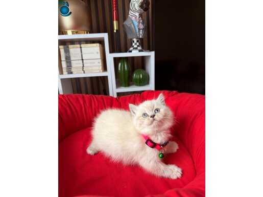 British shorthair Silver point ve Lynx Point 