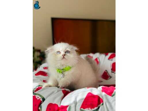 Scottish Fold Longhair Silver Point