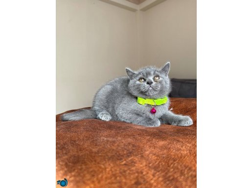 Safkan British Shorthair Dişi Erkek Yavrular 