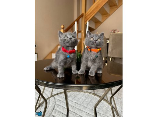 Top kafa Ayıcık Surat British Shorthair Blue Yavrular 