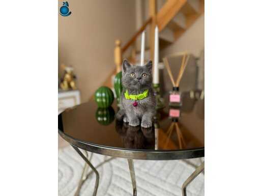 Biblo Gibi British Shorthair Blue Yavru 