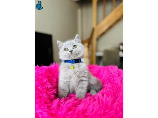 Biblo gibi British Shorthair Lilac Yavru