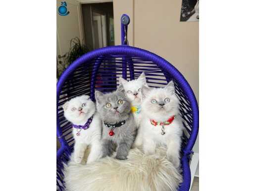 Safkan British Shorthair Bebekler 