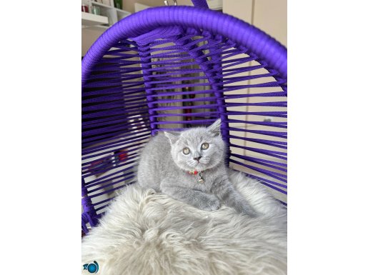 Safkan British Shorthair Yavru