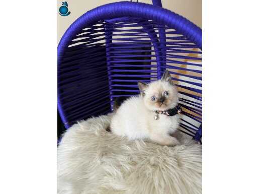 British Shorthair Chocolate Point Yavrular 