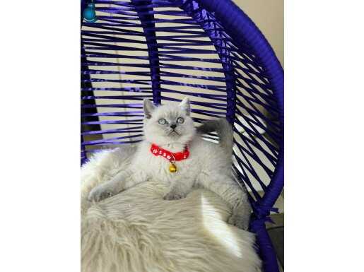 Top kafa British Shorthair Bluepoint 